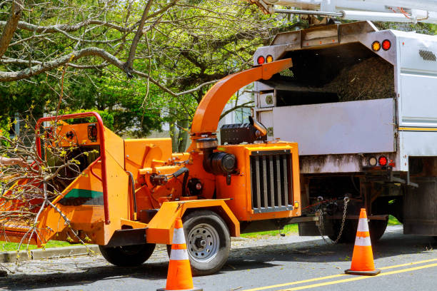 Best Emergency Tree Removal  in Thermalito, CA